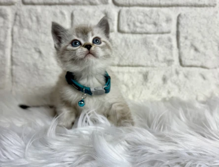 Fındık surat British Shorthair Silver Erkek 2 Aylık