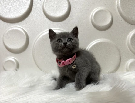 British Shorthair Gri Dişi Yavrumuz