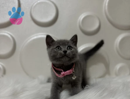 British Shorthair Gri Dişi Yavrumuz