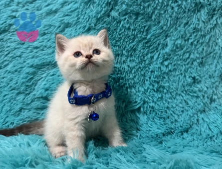 British Shorthair Point Erkek 2 Aylık Mavi Gözlü