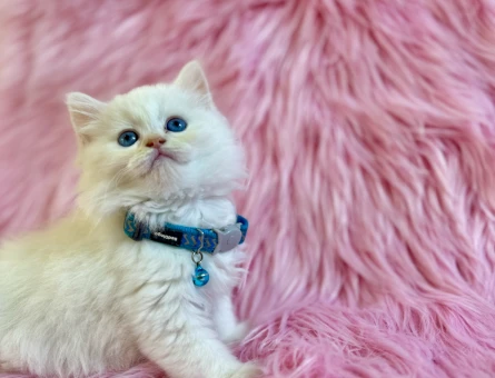 British Longhair 2 Aylık Cam Gözlü Erkek