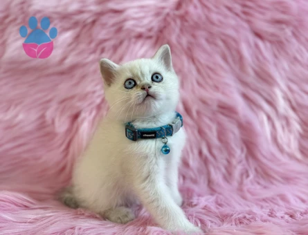 British Shorthaie Bluepoint Erkek 2 Aylık