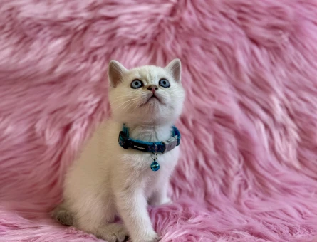 British Shorthaie Bluepoint Erkek 2 Aylık