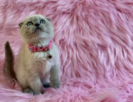 Scottish Fold 2 Aylık Erkek Yavru