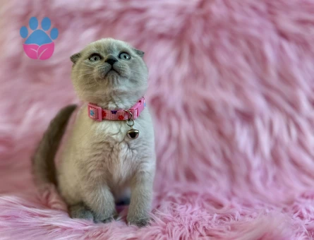 Scottish Fold 2 Aylık Erkek Yavru