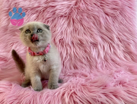 Scottish Fold 2 Aylık Erkek Yavru
