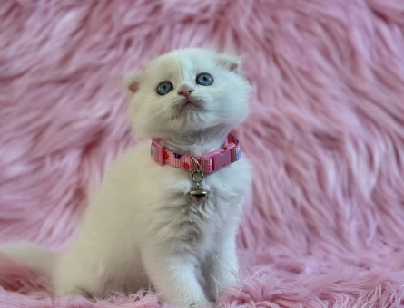 Scottish Longhair 2 Aylık Dişi Yavru