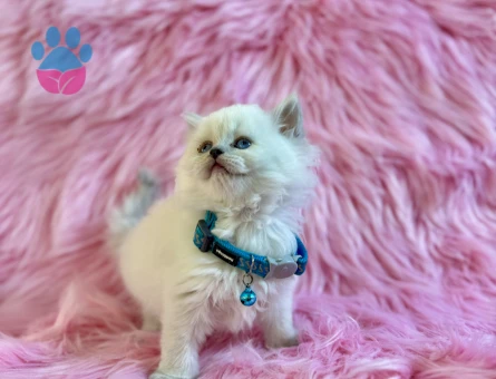 British Longhair Erkek 2 Aylık