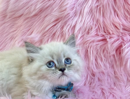 British Longhair Bluepoint Erkek 2 Aylık