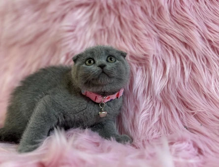 Scottish Fold Dişi 2 Aylık