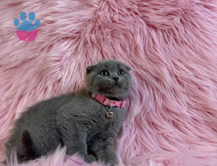 Scottish Fold Dişi 2 Aylık