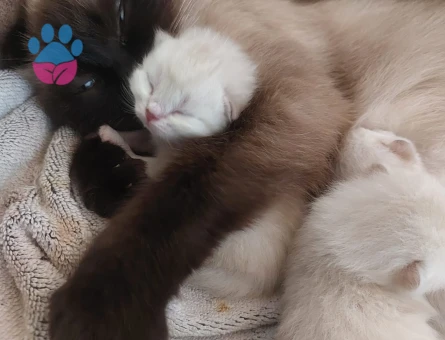 🐾  2 Tane Erkek British Shorthair x Siyam Karışımı Yavrular Yeni Yuvalarını Arıyor! 🐾