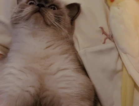 British Shorthair Fırfır’a Yuva Arıyorum - 4373