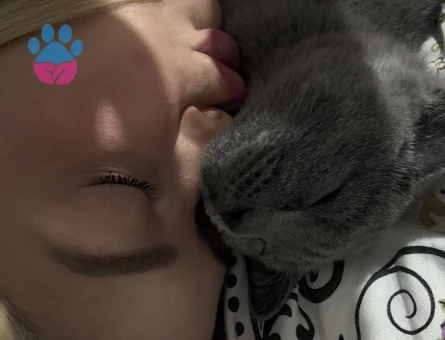 British Shorthair 1 Yaşında