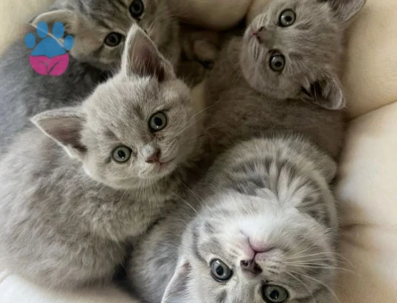 Orijinal British Shorthair Yavrular – Veteriner Kontrollü
