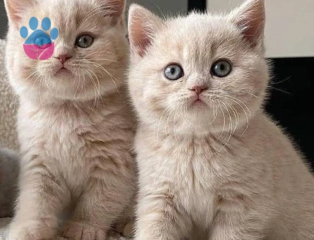 Orijinal British Shorthair Yavrular – Veteriner Kontrollü