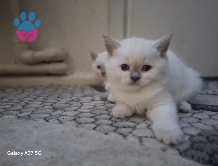British Shorthair 2 Aylık Yuva Arıyor