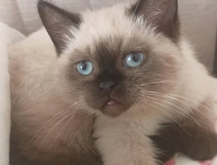 Ragdoll yavrular 3 Aylık - 4378
