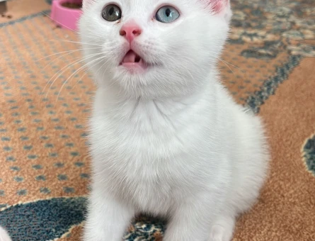 British Shorthair 11 Aylık Yuva Arıyor - 4381