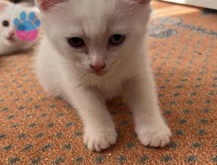 British Shorthair 11 Aylık Yuva Arıyor