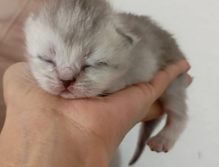 British Shorthair Dişi ve Erkek Yavrular