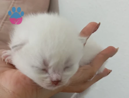 British Shorthair Dişi ve Erkek Yavrular