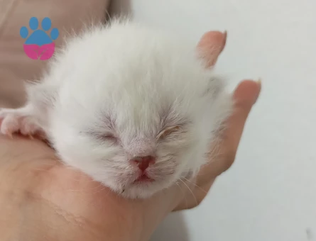 British Shorthair Dişi ve Erkek Yavrular