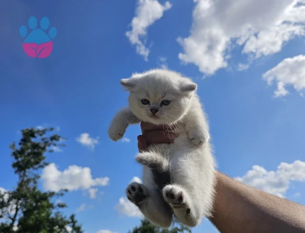 Çok minnoş değişmeyen mavi gözler