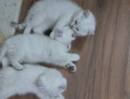 Çok minnoş değişmeyen mavi gözler