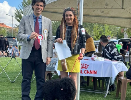 Şecereli , Şampiyon kan hattından Puli- rastalı köpek - hungarian waterdog - paspas köpek