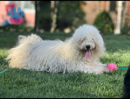 Şecereli , Şampiyon kan hattından Puli- rastalı köpek - hungarian waterdog - paspas köpek