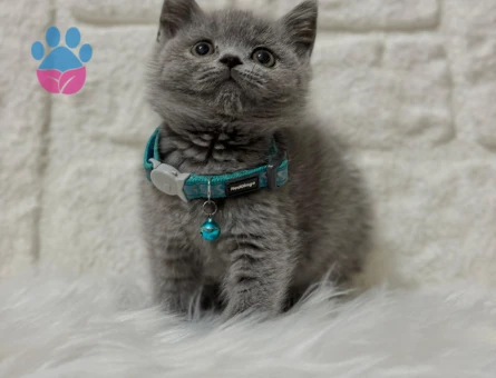 British Shorthair Erkek 2 Aylık Gri Yavrumuz