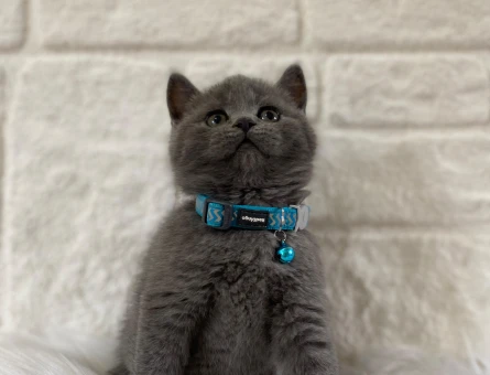 British Shorthair Gri Erkek Bebek Yuva Arıyor