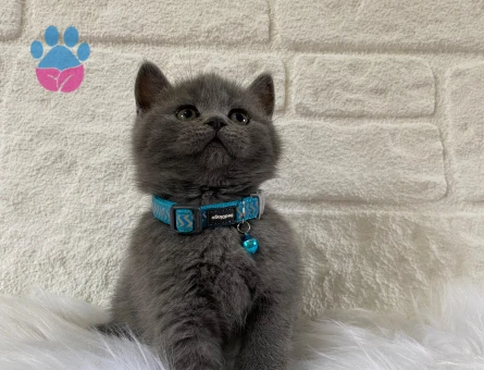 British Shorthair Gri Erkek Bebek Yuva Arıyor
