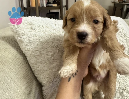Sevimli Maltipoo Yavruları - Yeni Ailelerini Bekliyor!