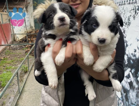 Safkan border collie yavrularım