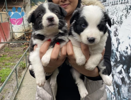 Safkan border collie yavrularım