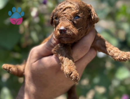 Ufacık toypoodle yavrularım