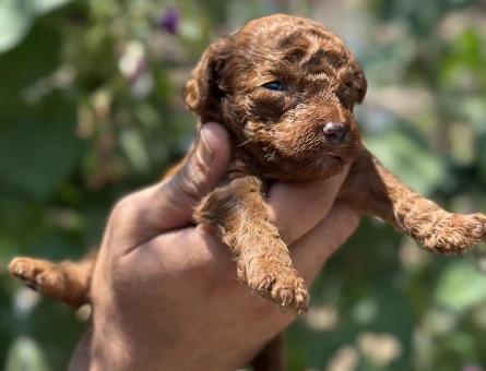 Ufacık toypoodle yavrularım - 5990