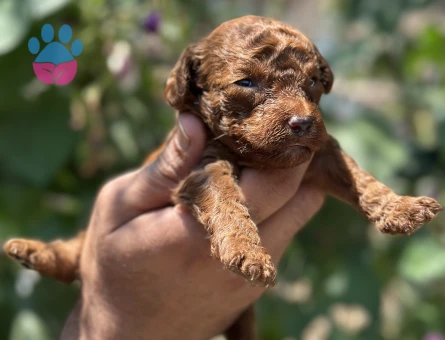Ufacık toypoodle yavrularım