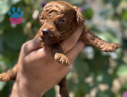 Ufacık toypoodle yavrularım