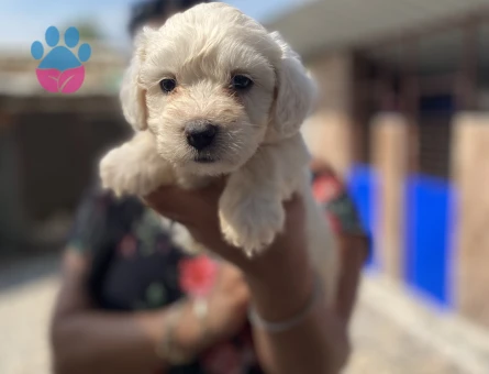 Pamuk gibi maltese terrier yavrularım - 5992
