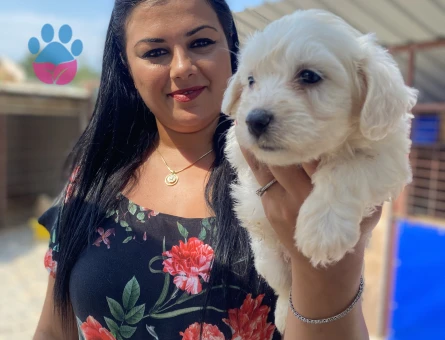 Pamuk gibi maltese terrier yavrularım