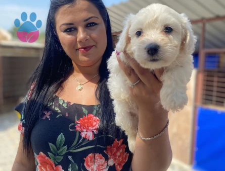 Pamuk gibi maltese terrier yavrularım