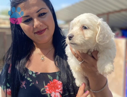 Pamuk gibi maltese terrier yavrularım