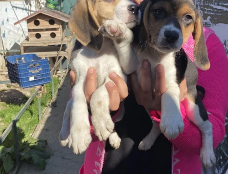 Elizabet beagle yavrularım - 5993
