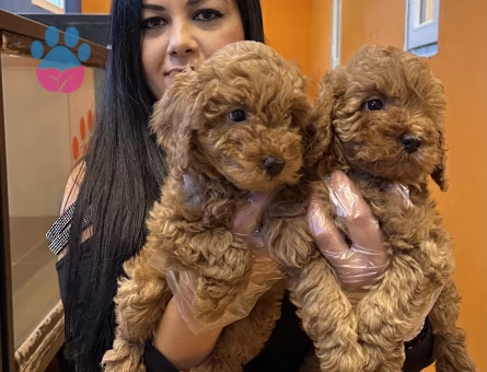 Toy poodle Yavrularımız 2 Aylıklar