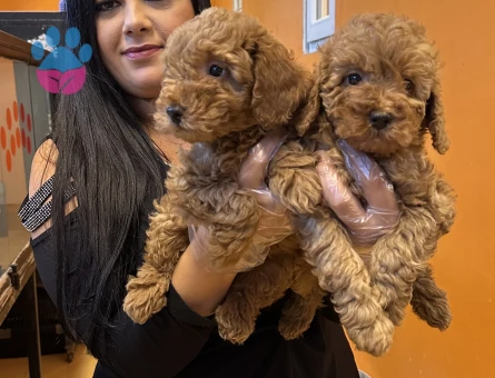 Toy poodle Yavrularımız 2 Aylıklar