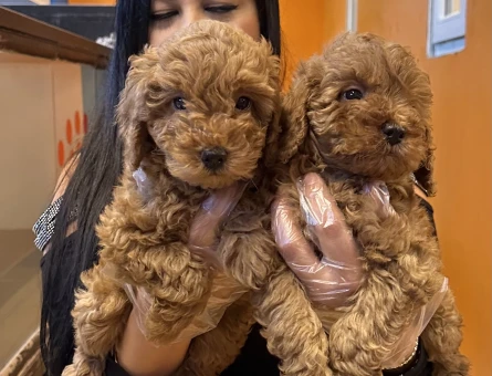 Toy poodle Yavrularımız 2 Aylıklar - 5994