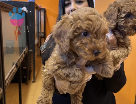 Toy poodle Yavrularımız 2 Aylıklar